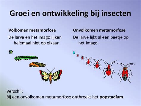 metamorfose insecten.